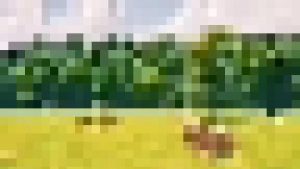 content attractions 11